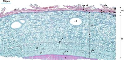 Climatic responses and variability in bark anatomical traits of 23 Picea species